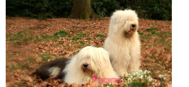 old--english-shepdog-01