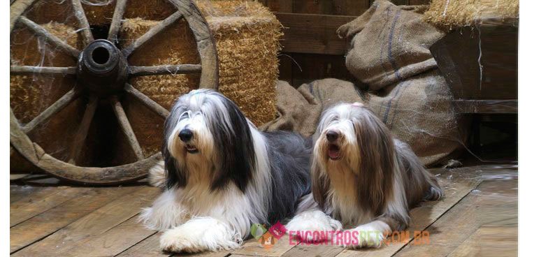 old--english-shepdog-02