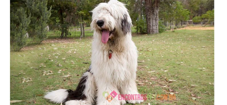 old--english-shepdog04