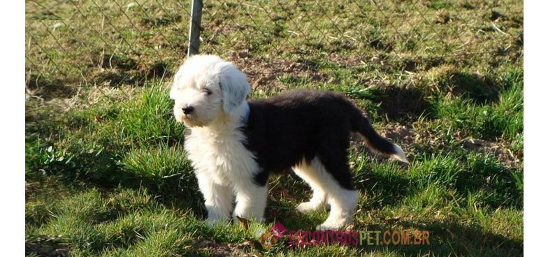 old--english-shepdog05