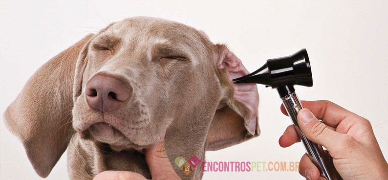 otite-canina-00