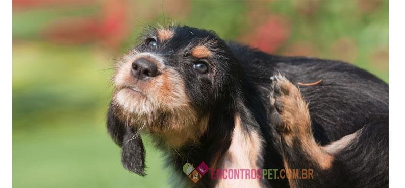 otite-canina-03