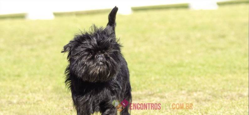 Affenpinscher 01