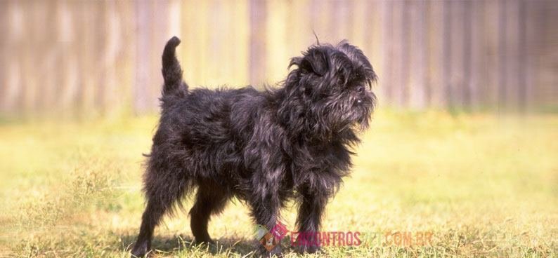 Affenpinscher 02