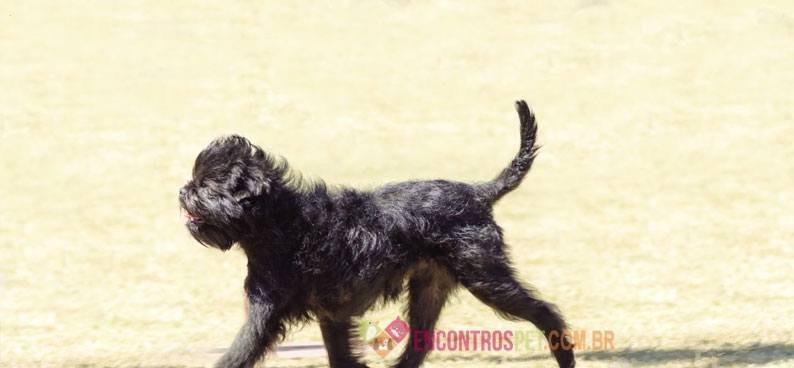Affenpinscher-05