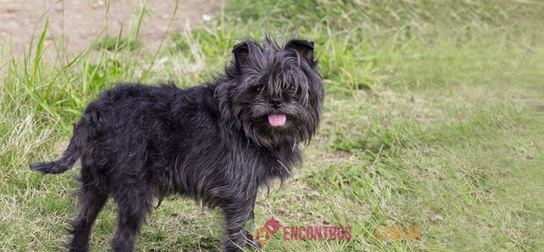 Affenpinscher04