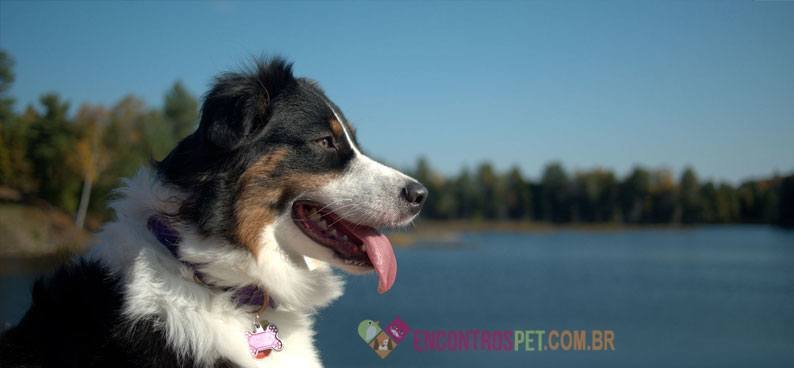 Australian-Shepherd-03