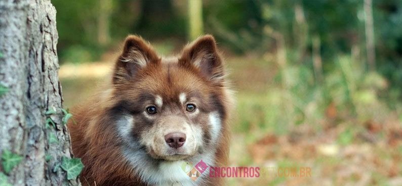 Australian-Shepherd-04