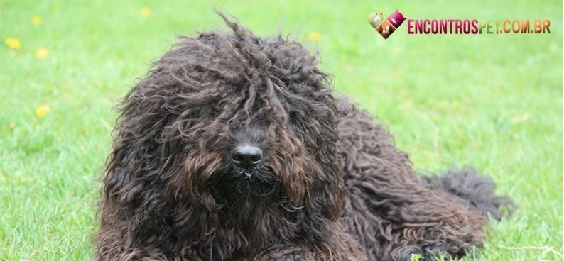 Barbet