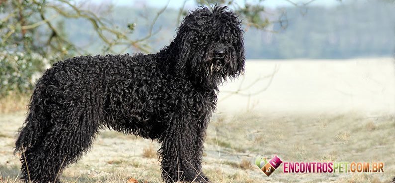 Barbet02