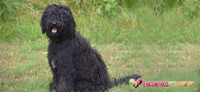 Barbet04