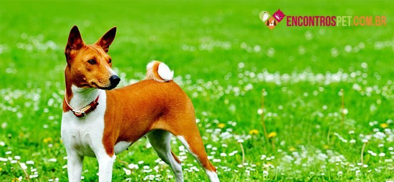 Basenji01