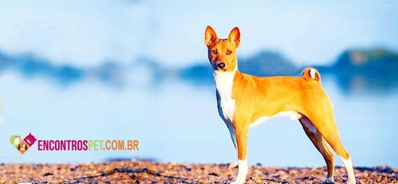 Basenji02