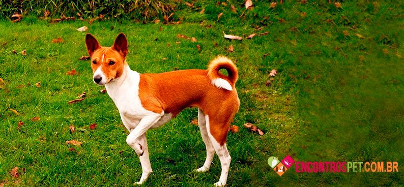 Basenji03
