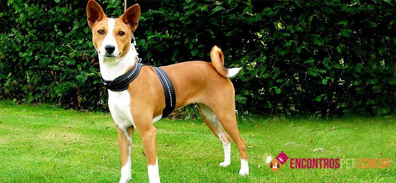 Basenji04