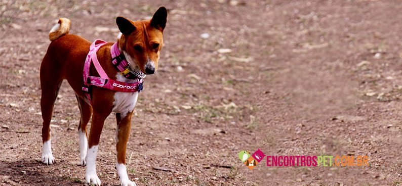 Basenji05