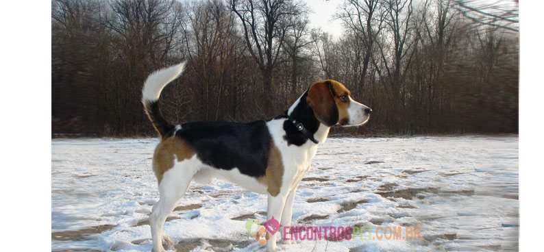 Beagle-harrier