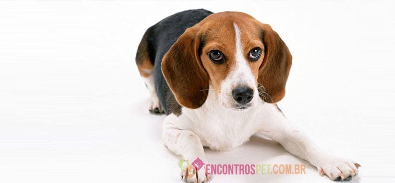 Beagle-harrier01