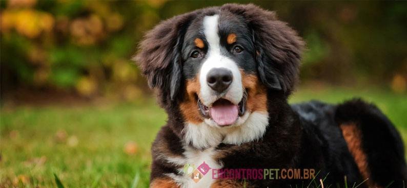 Bernese-Mountain-Dog
