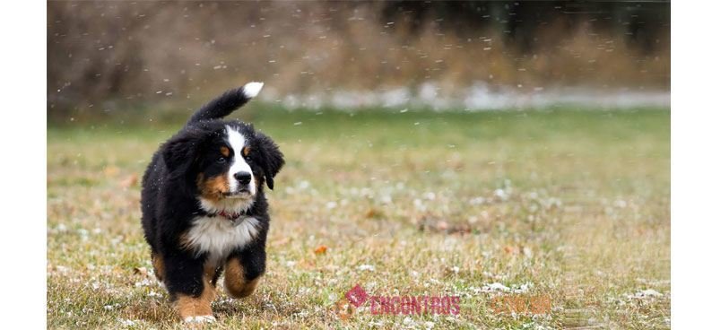 Bernese-Mountain-Dog03