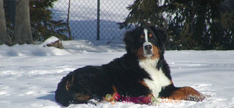 Bernese-Mountain-Dog04