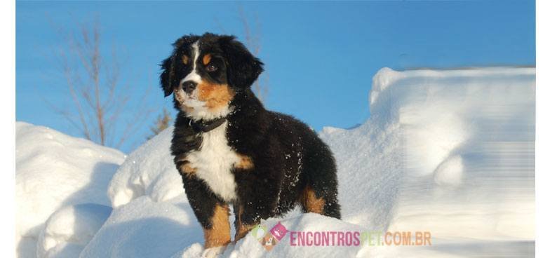 Bernese-Mountain-Dog05