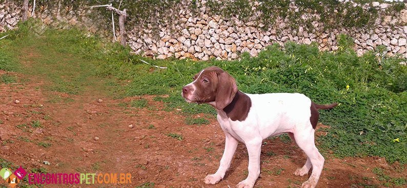 Braco-Frances Braco-Frances04