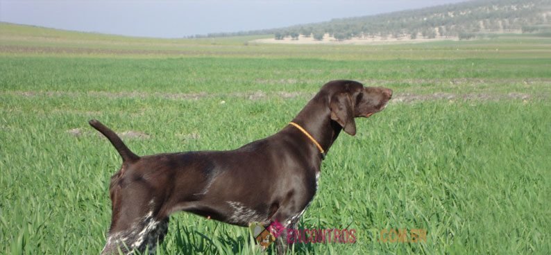 Braco-alemao01