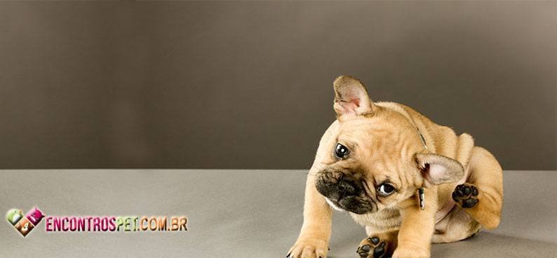 Cachorro-com-Carrapato