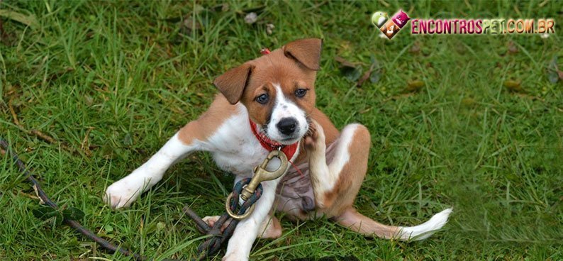 Cachorro-com-Carrapato02