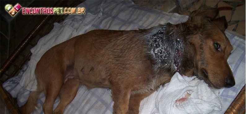 Cachorro-com-bicheira Cachorro-com-bicheira01