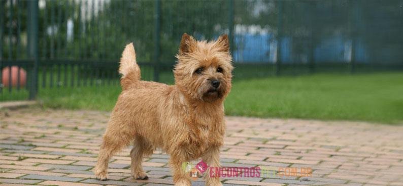 Cairn-Terrier01