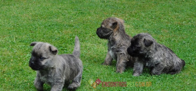 Cairn-Terrier02