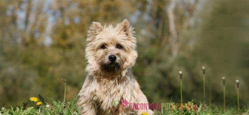 Cairn-Terrier03