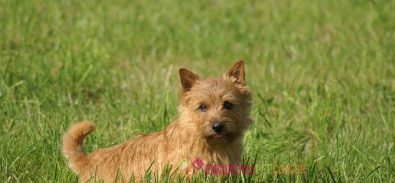 Cairn-Terrier04