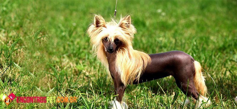 Cao-de-Crista-Chines