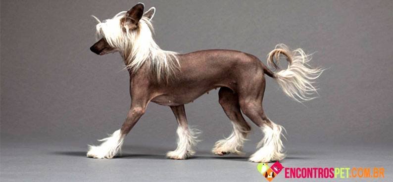 Cao-de-Crista-Chines01