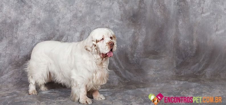 Clumber-Spaniel