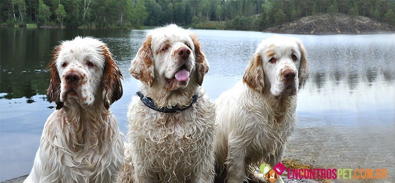 Clumber-Spaniel02