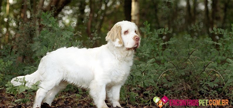 Clumber-Spaniel03