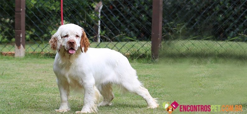 Clumber-Spaniel04