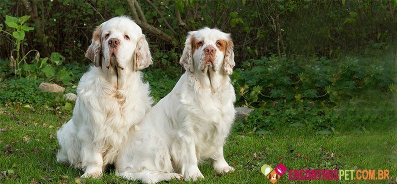 Clumber-Spaniel05