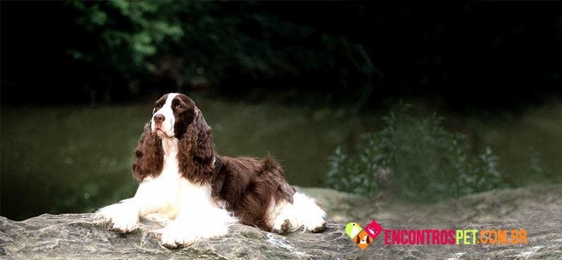 Cocker-Spaniel-ingles01