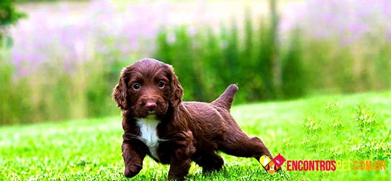 Cocker-Spaniel-ingles03