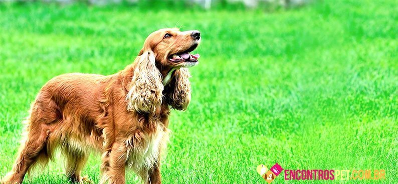 Cocker-Spaniel-ingles04