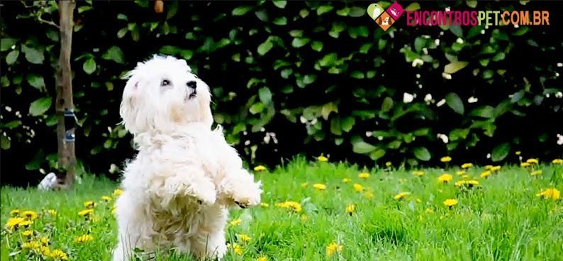 Coton-de-Tulear01
