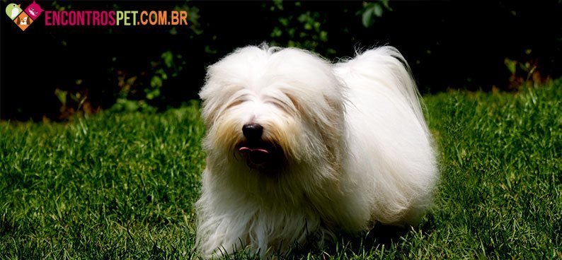 Coton-de-Tulear02