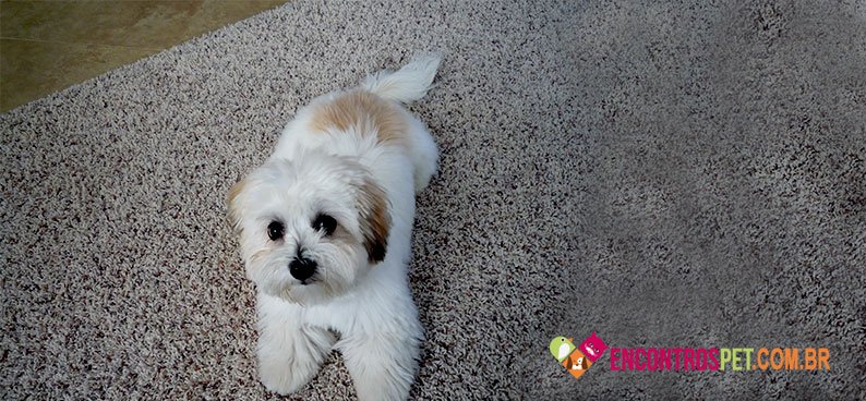 Coton-de-Tulear03