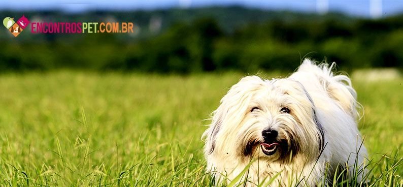 Coton-de-Tulear04