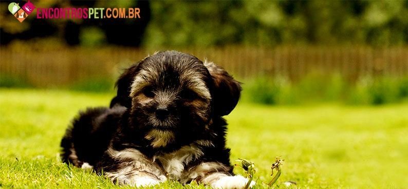 Coton-de-Tulear05